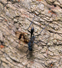 Aulacidae
