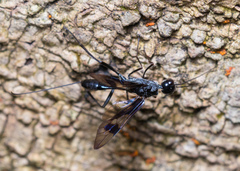 Aulacidae