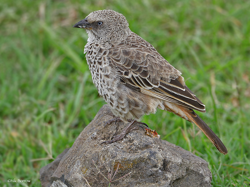 Rufous-Tailed Weaver