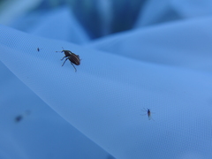 Tychius albolineatus