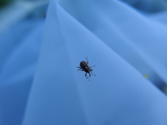 Tychius albolineatus