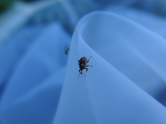 Tychius albolineatus