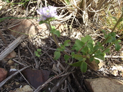 Phyllopodium diffusum