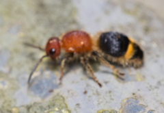 Odontomutilla uranioides