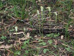Pterostylis acuminata