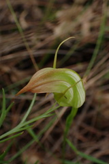 Pterostylis acuminata
