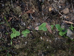 Pterostylis acuminata