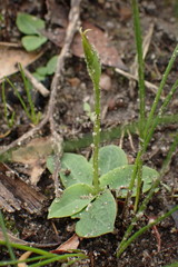 Pterostylis acuminata