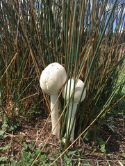 Macrolepiota dolichaula