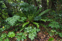 Asplenium antiquum
