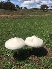 Macrolepiota dolichaula