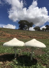 Macrolepiota dolichaula