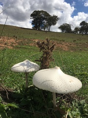 Macrolepiota dolichaula