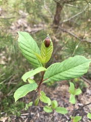 Pseudocistela ceramboides
