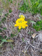 Lotus corniculatus