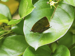 Arhopala centaurus nakula