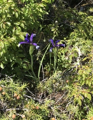 Iris sintenisii