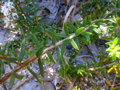 Agathosma serpyllacea