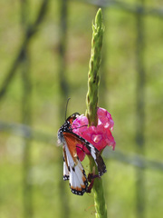 Danaus chrysippus chrysippus