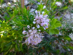 Agathosma serpyllacea