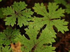 Hydrocotyle dissecta