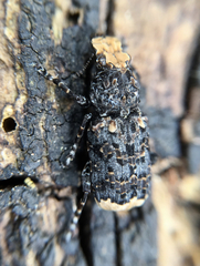 Platyrhinus resinosus