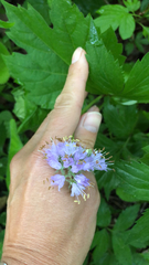 Hydrophyllum virginianum