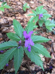 Cardamine glanduligera
