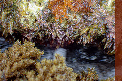 Gastroclonium clavatum