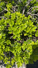 Magnoliopsida