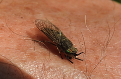 Haematopota pluvialis