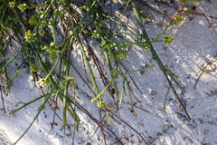 Thesium macrostachyum