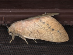 Entometa apicalis