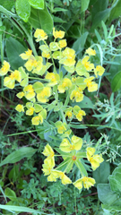 Euphorbia virgata