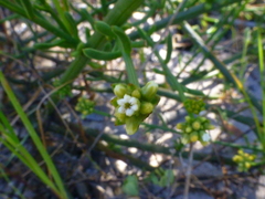 Thesium macrostachyum