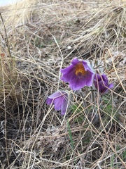 Pulsatilla montana