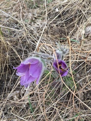 Pulsatilla montana