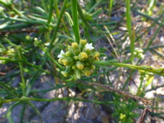 Thesium macrostachyum