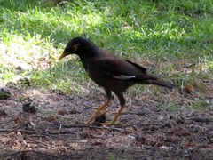 Acridotheres tristis