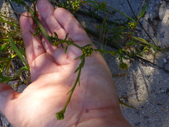 Thesium macrostachyum