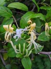 Lonicera japonica
