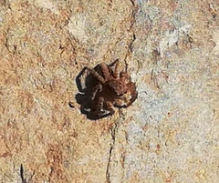 Aelurillus luctuosus