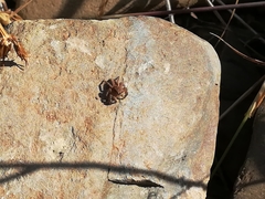 Aelurillus luctuosus