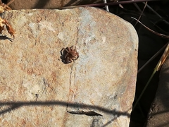 Aelurillus luctuosus