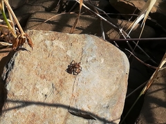 Aelurillus luctuosus