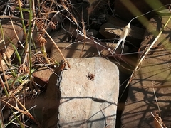 Aelurillus luctuosus