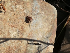 Aelurillus luctuosus