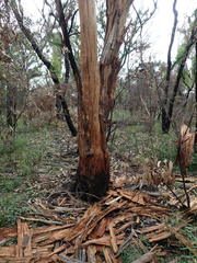 Pterostylis acuminata