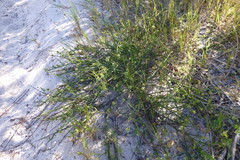 Thesium macrostachyum