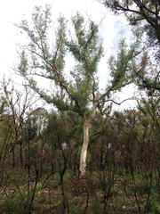 Pterostylis acuminata